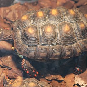 Red-footed tortoise