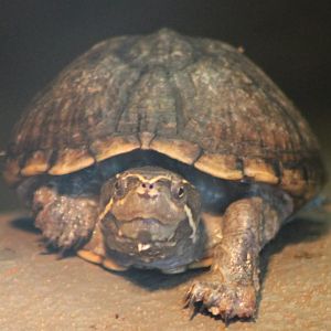 Turtle ID