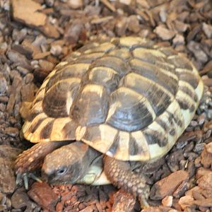 Tortoise