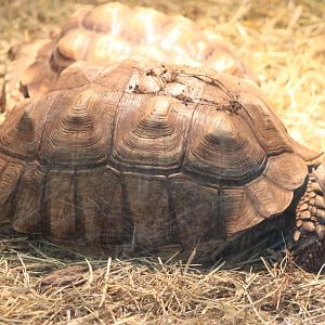 African spurred tortoise
