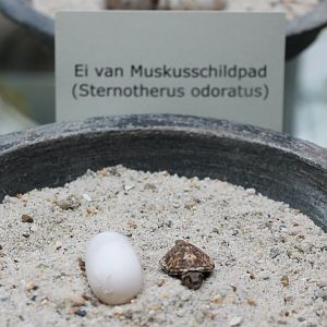 Egg and hatchling Musk turtle