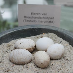Eggs Testudo marginata