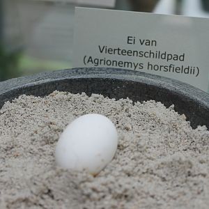 Egg Horsfield tortoise