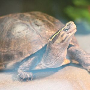 Malayan box turtle