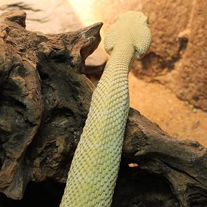 Western diamonback rattlesnake