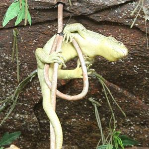 Prehensile-tailed skink