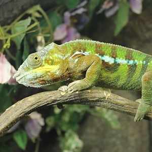 Panther chameleon