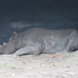 Black rhino