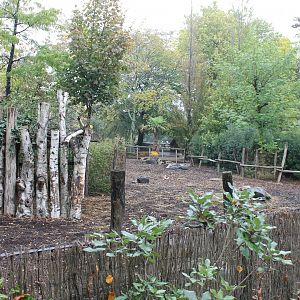 Enclosure Red forest buffalo