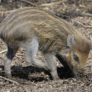 Visayan warty piglet