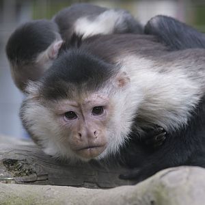 White-throated capuchins