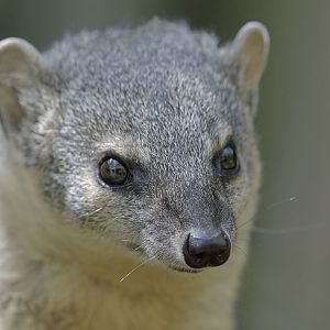 Narrow-striped mongoose