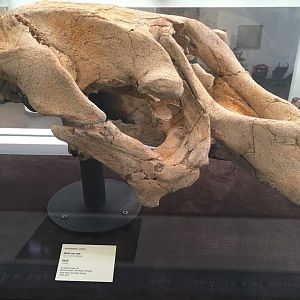 Hydrodamalis cuesta skull