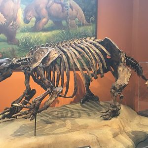 Harlans ground sloth (Paramylodon harlani) skeleton