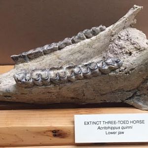 Acritohippus quinni lower jaw bone