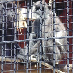 Male Silvery Leaf Langur with Female Hanuman Langur