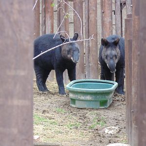 Mountain Tapirs May 2017