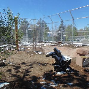 The Edge New Tiger Exhibit 2017