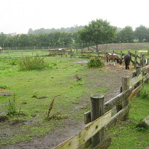 Glad Zoo - Pony enclosure