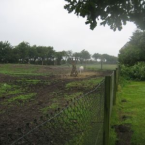 Glad Zoo - Cattle enclosure