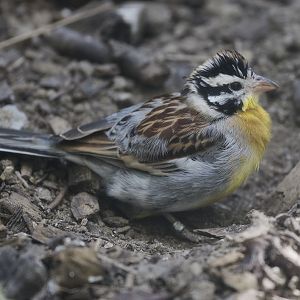 Golden-breasted bunting?