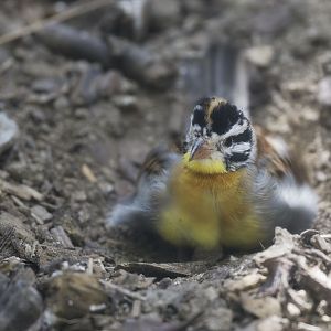 Golden-breasted bunting?