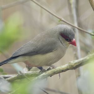 Red-eared waxbill