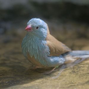 Blue-capped cordon-bleu bathing