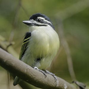 Yellow-rumped tinkerbird