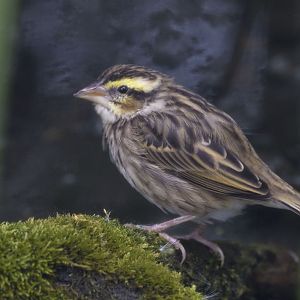 Yellow-crowned bishop