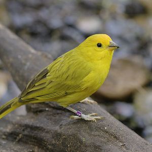 Saffron finch