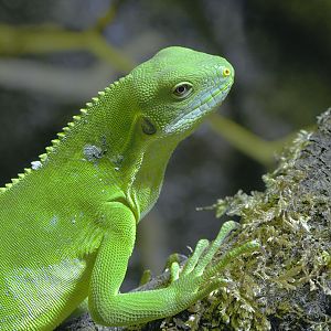 Fiji banded iguana