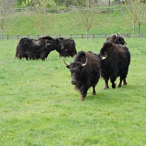 Yak herd in old Onager/Przewalski Horse paddock