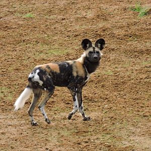 African Hunting Dog