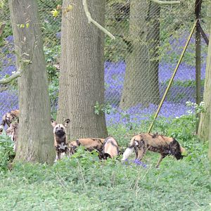 African Hunting Dogs in wood
