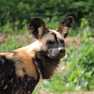 African Hunting Dog