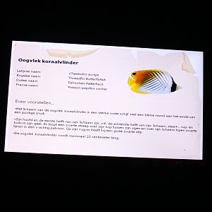 Sign Threadfin butterflyfish - Chaetodon auriga