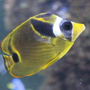 Raccoon butterflyfish - Chaetodon lunula