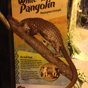 Pangolin Signage