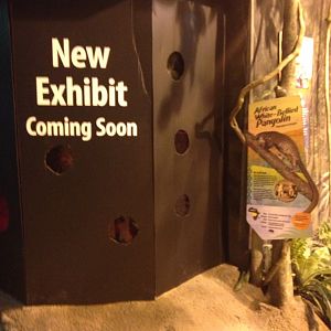 Upcoming Pangolin Exhibit