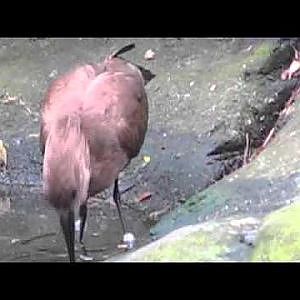 Hamerkop - YouTube