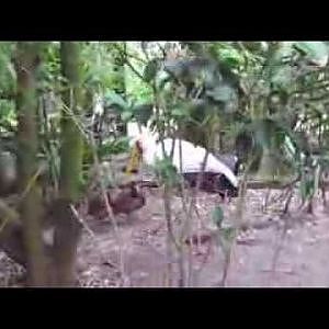 Yellow Billed Storks - YouTube