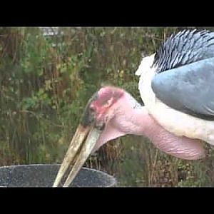 Marabou Storks - YouTube
