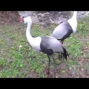 Wattled Cranes - YouTube