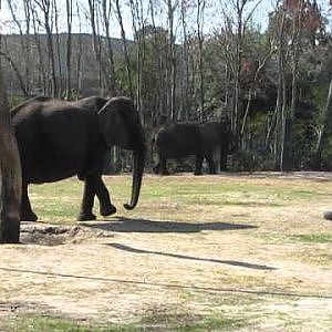 African Elephant Moki - YouTube