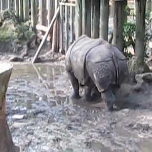 Arjun the Indian Rhino - YouTube