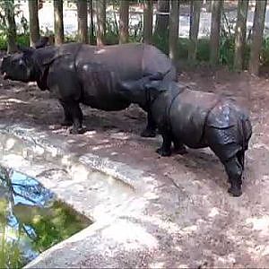 Lowry Park Zoo Jamie, Jaya & Arjun - YouTube