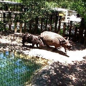 Lowry Park Zoo Jamie, Jahi & Arjun - YouTube