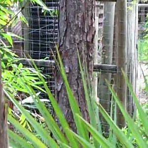 Arjun Eating Hay - YouTube