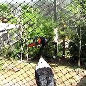 Lowry Park Zoo Saddle-Billed Stork - YouTube